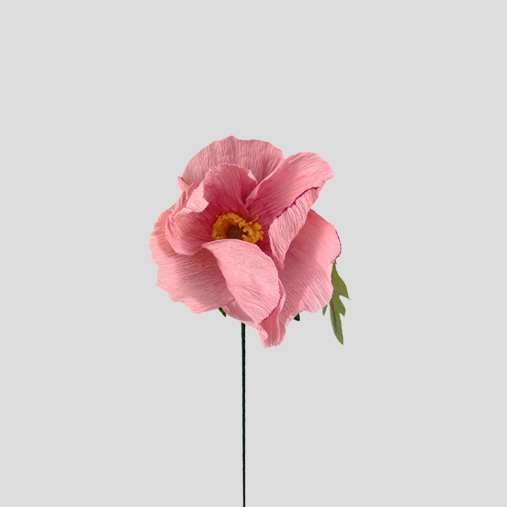 Icelandic Poppy Stem (Paper)