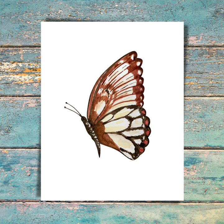 Butterfly 5 Pack Note Cards